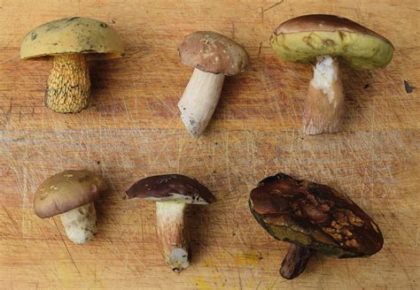 Loads Of Large Edible Boletes Fruiting Locally Hastings Independent Press