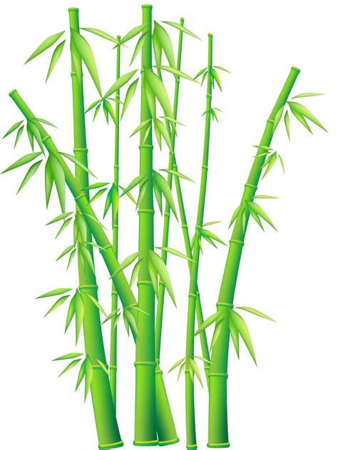 Bambou Dessin Png Vinilo Con Cañas De Bambú