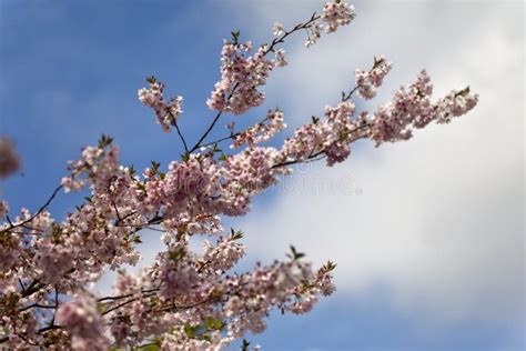 Pink Cherry Blossoms In Full Bloom Against A Blue Sky Stock Photo