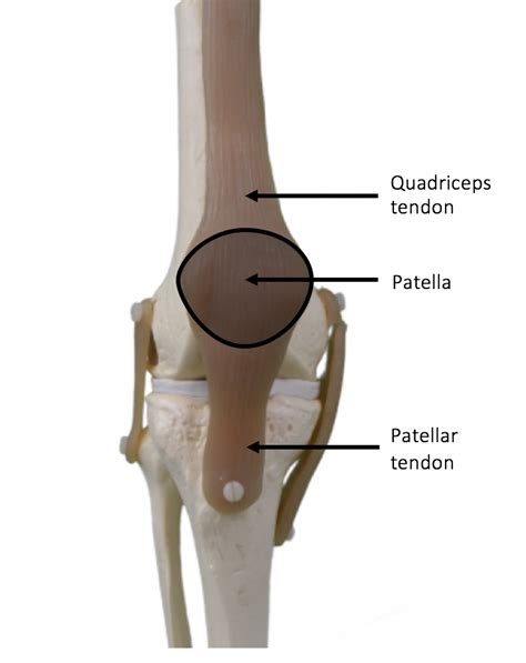 The Knee Resource Patellar Tendinopathy