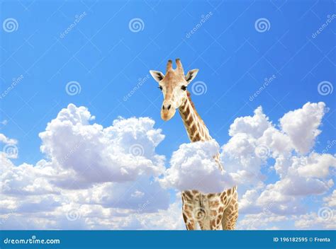 Cute Giraffe In The Sky Stock Image Image Of Heaven 196182595