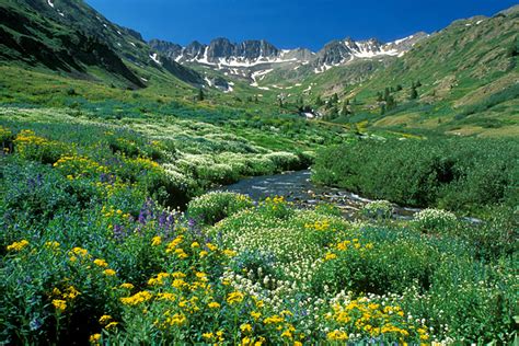American basin, colorado, courtesy us forestry service. Colorado Photograph - Wildflowers, American Basin