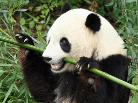 Pandas Are Vegetarians Because They Lost The Meat Eating Gene