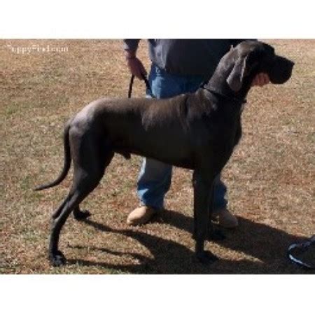 Square in body, but females may be slightly longer than tall. Shiloh Kennels, Great Dane Breeder in Greensboro, North ...