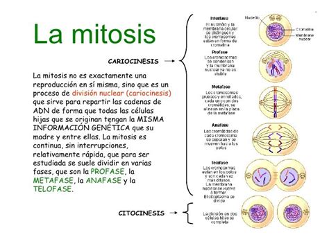 Resultado De Imagen Para Mitosis En Español Enseñanza Biología