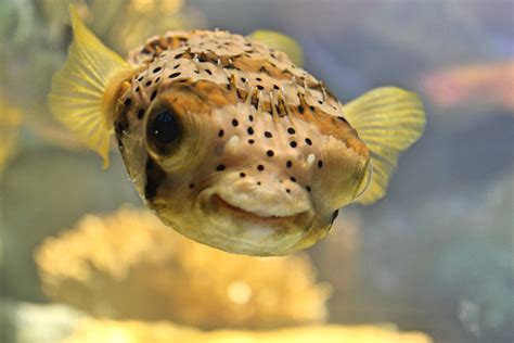 Say Cheese Smile Of A Pufferfish Smithsonian Photo Contest