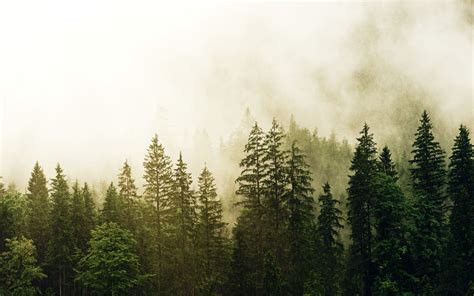 Download Wallpaper 3840x2400 Spruce Forest Fog Trees 4k Ultra Hd 16