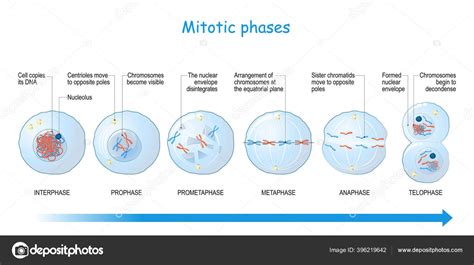 Mitosis Stages Interphase Prophase Prometaphase Metaphase Anaphase