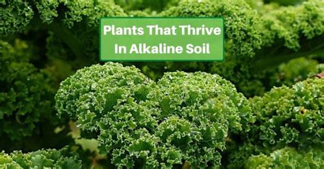 What Plants Thrive In Alkaline Soil Yards Improved