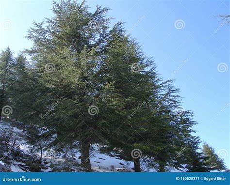 Arz Al Barouk Lebanon Cedars Snow Season Stock Image Image Of Cedar