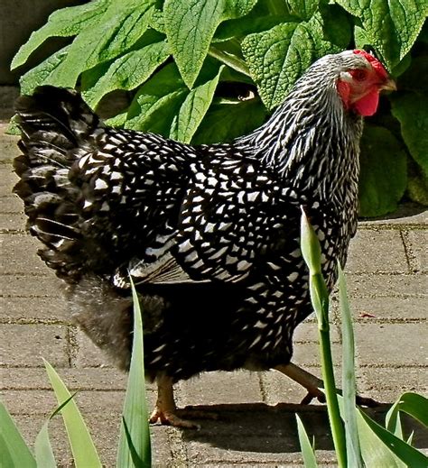 Silver Laced Wyandotte Passes Away Raising Chickens The Hen Blog The