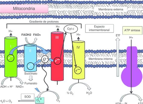 la cadena mitocondrial de transporte de electrones la cte contiene download scientific diagram