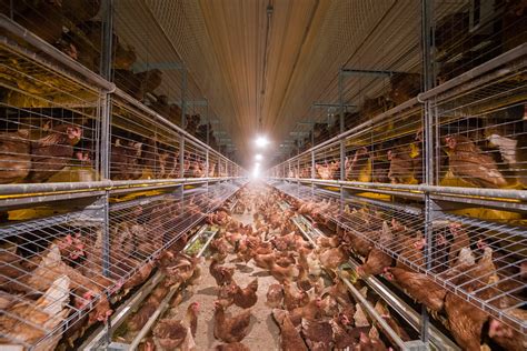 Most Us Egg Producers Are Now Choosing Cage Free Houses Wjct News