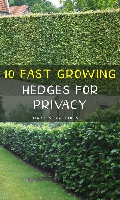 Fast Growing Privacy Plants For Use Near Your Home