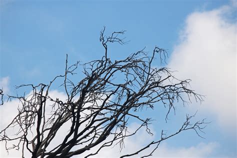 Dry Branches Against A Blue Sky Free Stock Photo Public Domain Pictures