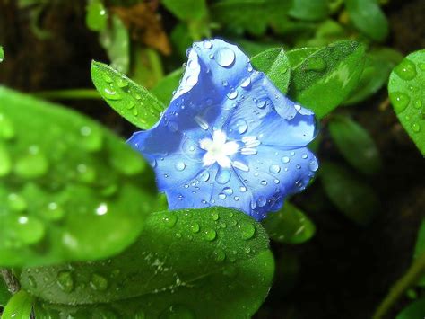 Nature Water Drops Cornflowers Blue Flowers Wallpapers Hd
