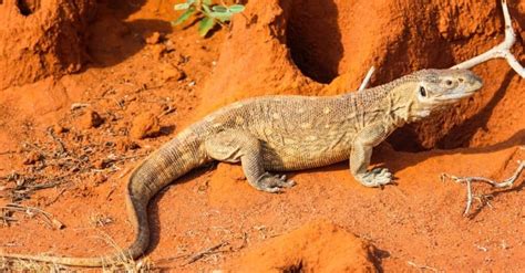 The 10 Best Lizards To Keep As Pets Imp World