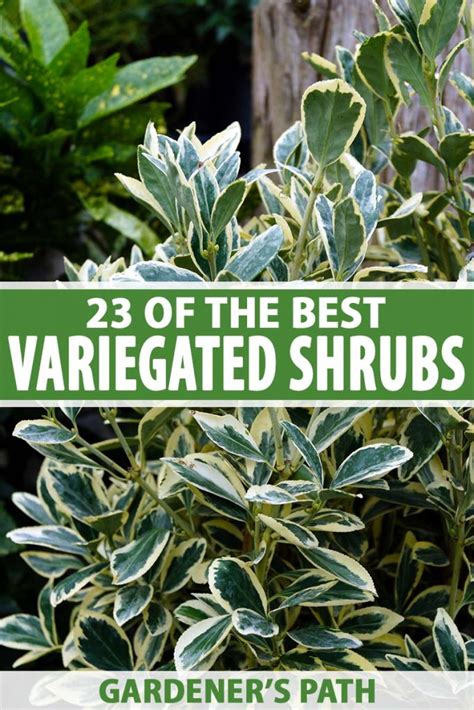 23 Of The Best Variegated Shrubs For Your Landscape Gardeners Path
