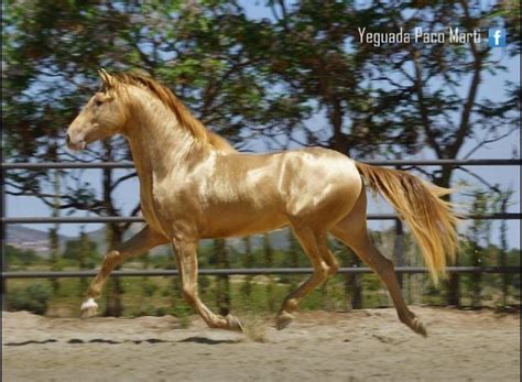 The 14 Most Beautiful Horses That You Ever Seen Beautiful Horses