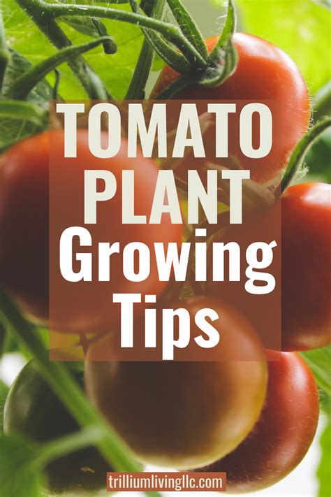 Tips For Growing Tomatoes Growing Tomatoes In Containers Growing