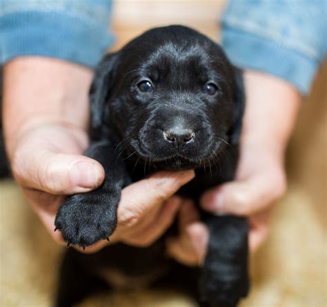 Labrador Retriever Puppies For Sale Fairfield Ca 266087