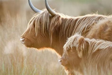 Glass Frame Of Highland Cattle Adult With Young Norfolk Grazing