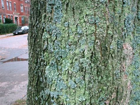Algae, moss and lichens are the three main types of green growth that can appear on tree branches and trunks. Is it ok to powerwash the trunk of a palm tree?Tried a ...