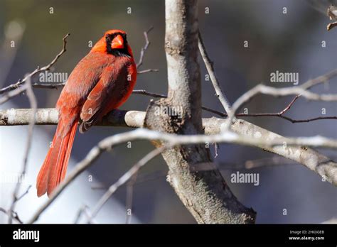 Northern Cardinal Cardinalis Cardinalis Sitting On The Tree Stock