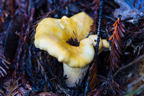 Mushrooms Of California Kingdom California