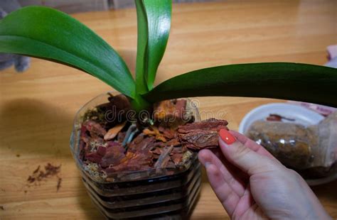 Planting An Adult Orchid Plant In The Bark Moss Flower In A