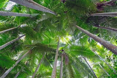 Tropical Foliage Pictures Download Free Images On Unsplash