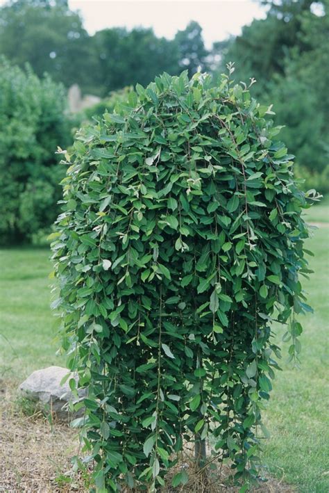 salix caprea pendula weeping pussy willow pots and plants on the pike