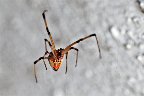 Brown Violin Spider Hawaii