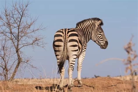 Inilah Manfaat Warna Belang Pada Zebra Salah Satunya Mengendalikan