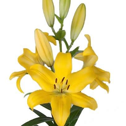 LILY LA TENNO 90cm 4 Wholesale Dutch Flowers Florist Supplies UK