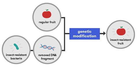 More Food Cleaner Food—gene Technology And Plants Curious