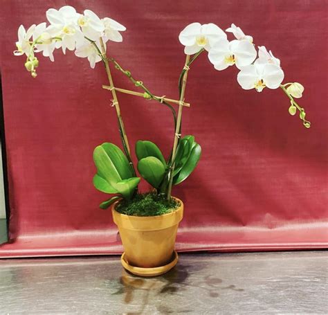 Double Stem White Phalaenopsis Orchid Planting With Bamboo Raffia And Moss In New York Ny