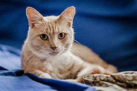 You may feel fine one day, and be unable to do anything one or two days later due to your be mindful that it's possible to get the flu after receiving a vaccination. Diabetes in Cats | Symptoms and Medication | Blue Cross