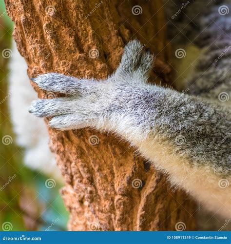 Close Up On Koala Paw Holding To Eucalypt Tree Stock Image Image Of