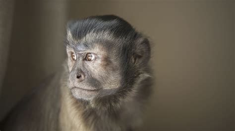 Marmoset Monkeys As Pets Online Selection Save 69 Jlcatjgobmx
