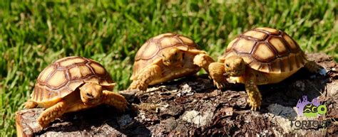 Baby Sulcata Tortoises For Sale Online Overnight Shipping Sulcata