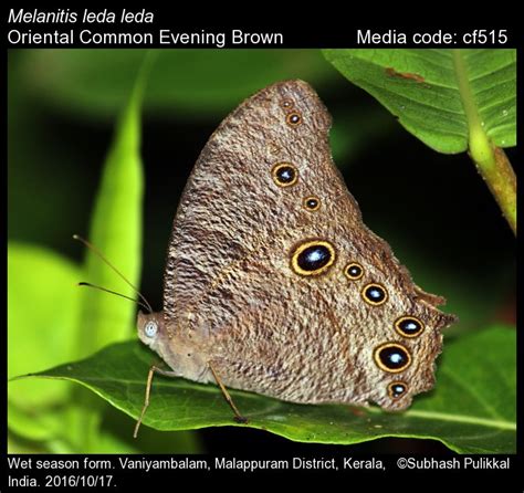 Melanitis Leda Butterfly