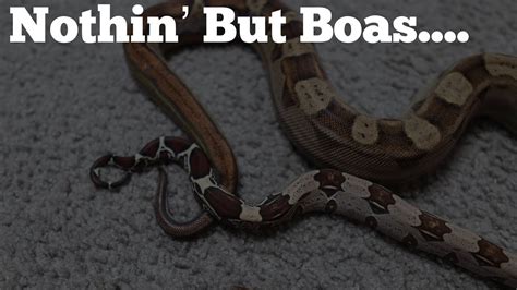 Nothin But Boas Showing Off My Boas Boa Collection Youtube