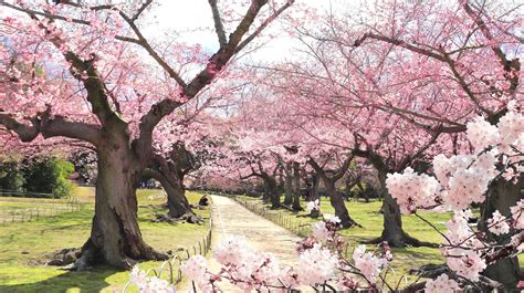 The Best Places In The Us To See Cherry Blossoms