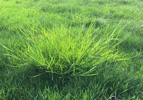 Roughstalk Bluegrass Natural Green Lawn And Pest