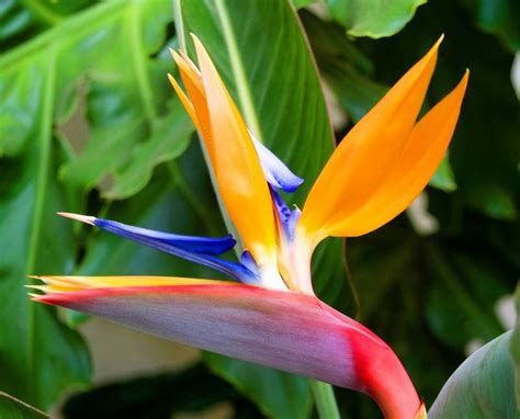 Is Bird Of Paradise Toxic To Dogs Is Bird Of Paradise Poisonous To Dogs