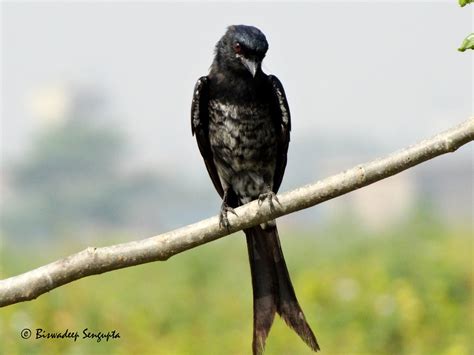 Crow Billed Drongo Biswadeep Sengupta Flickr