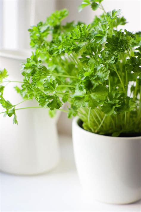 The 9 Easiest Herbs To Grow Indoors Gardens Frozen And