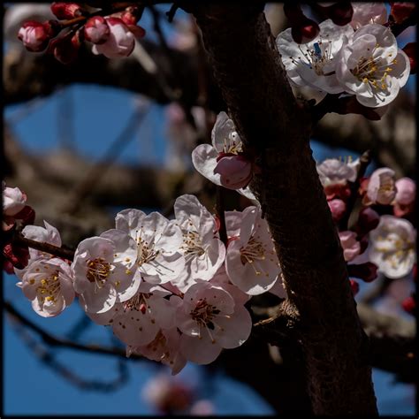 Apricot In Bloom On Behance