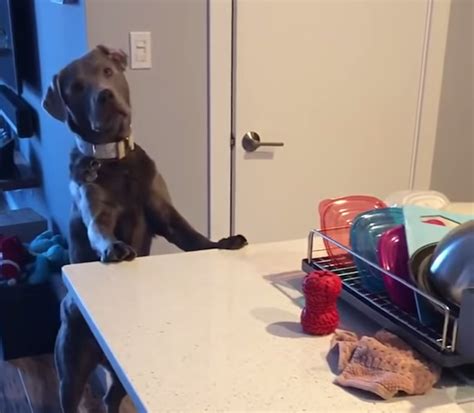 Determined Dog Figures Out How To Get His Favorite Toy Within Reach